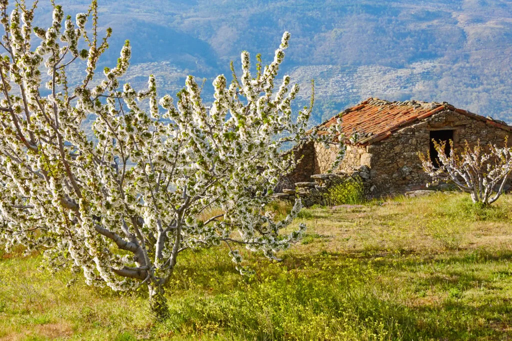 Cherry blossom in Jerte Valley, Caceres. Spring in Spain. Season