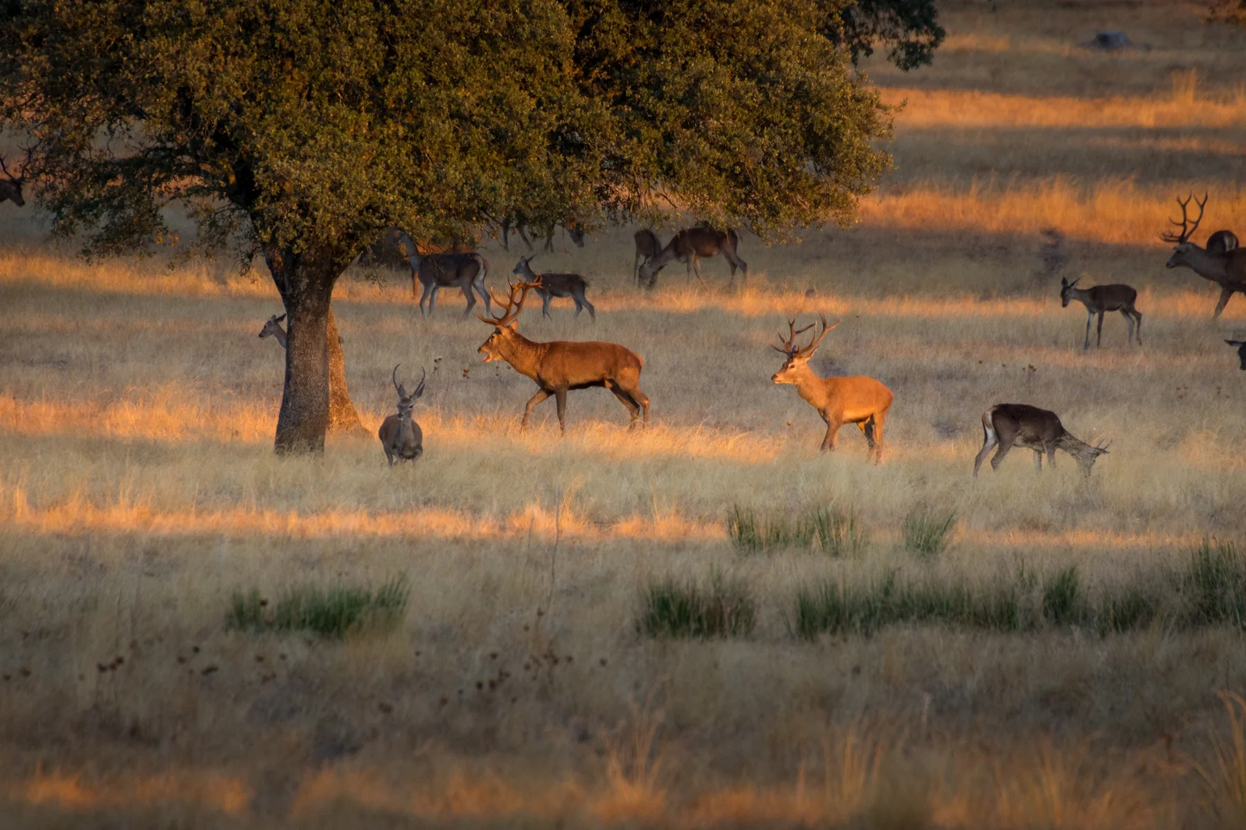 Group of deer in Monfrague National Park, Extremadura. Spain